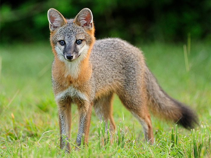 Keep your eyes peeled for fox pups in the area - Hays Free Press