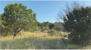 Stewardship Q&A – Mountain Cedar, drought management