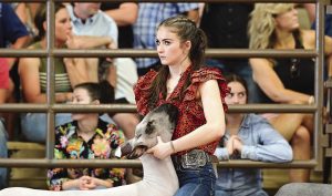 Dripping Springs High School junior shows lamb at State Fair of Texas Livestock Show